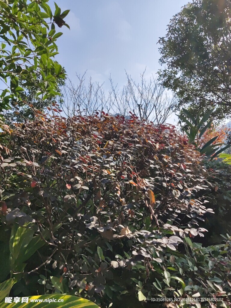 多彩树叶植物景观