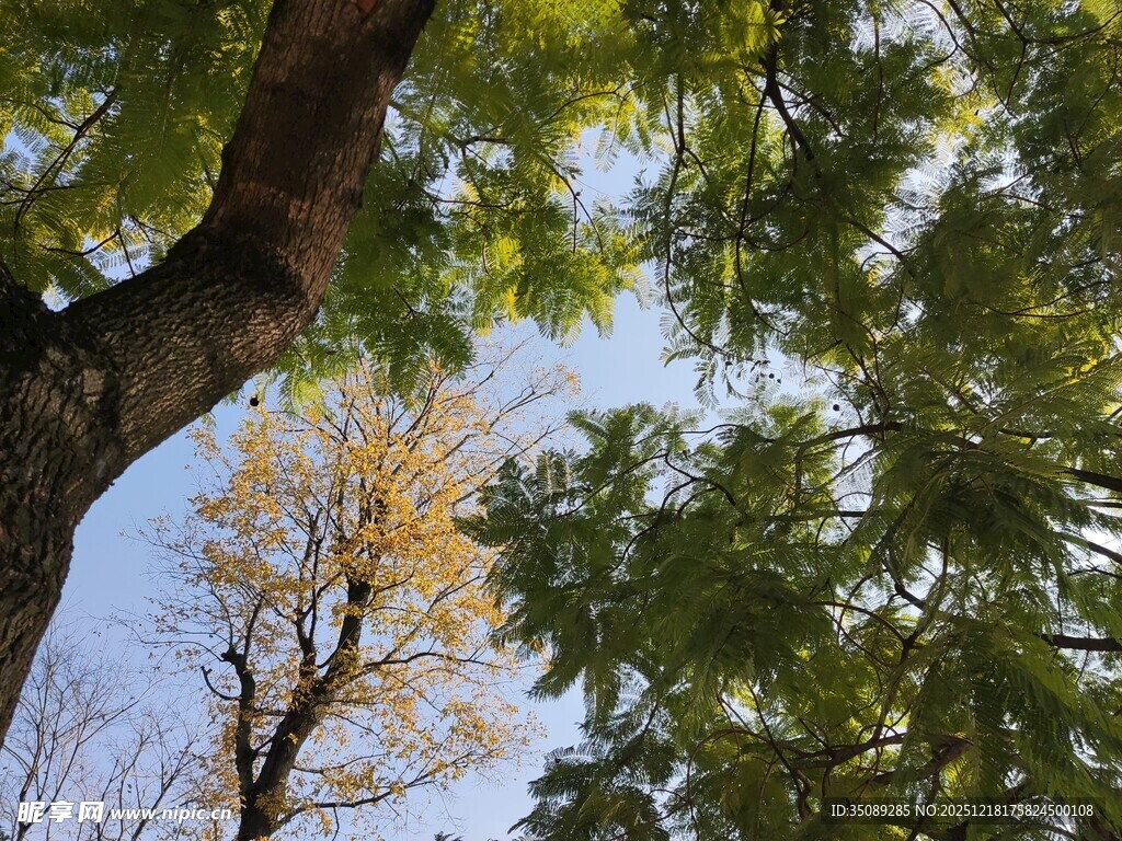 仰视秋日繁茂树木景观