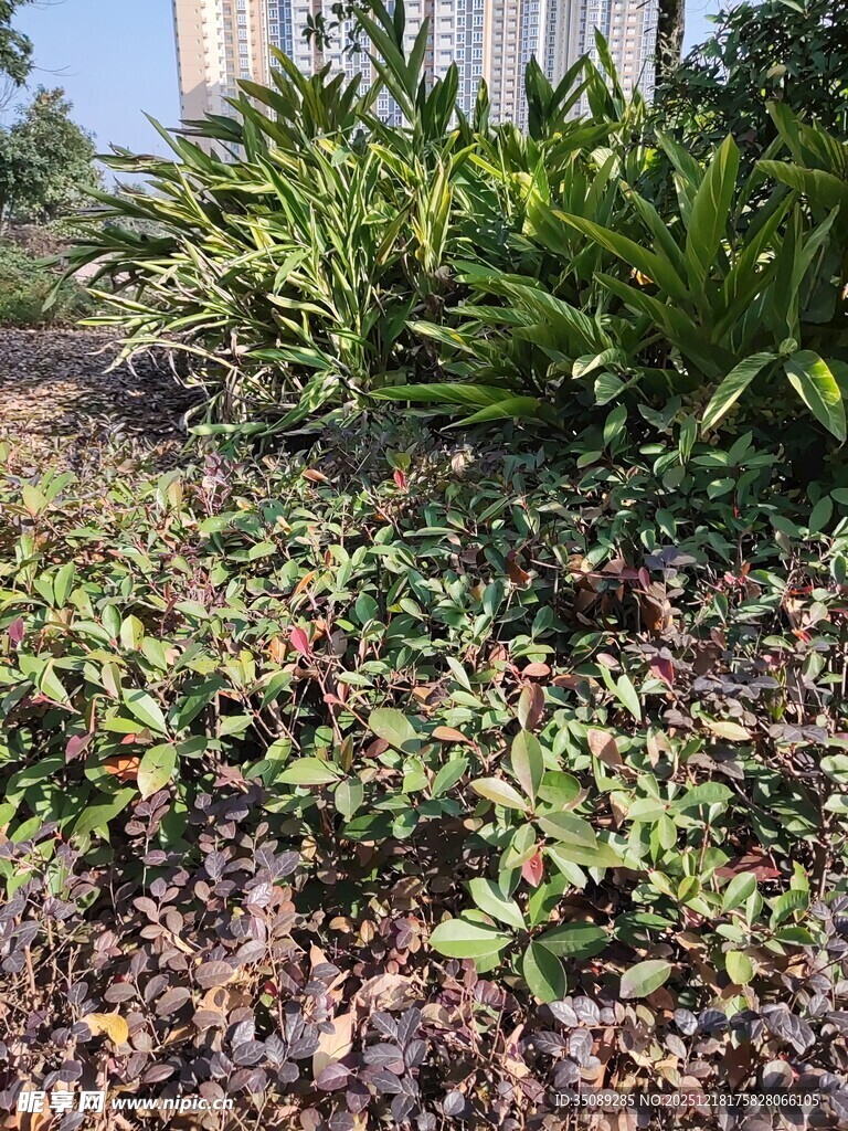 花园中繁茂绿植与落叶