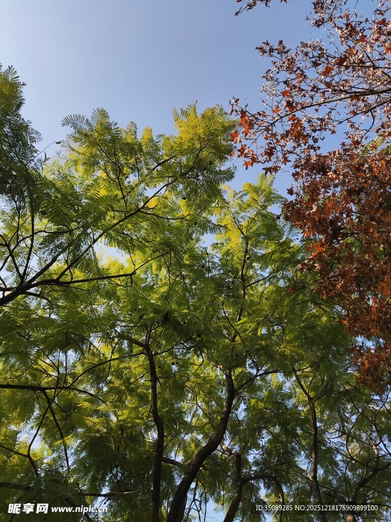 秋日多彩树木景致
