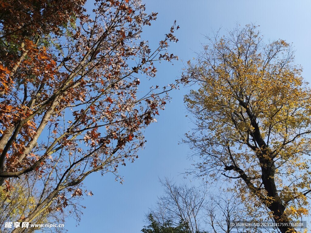 秋日树梢蓝天映衬美景