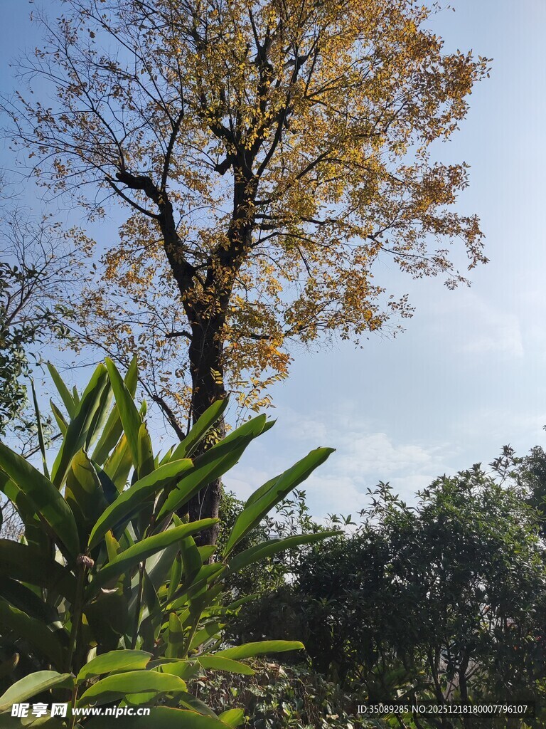 秋日孤树与葱郁绿植