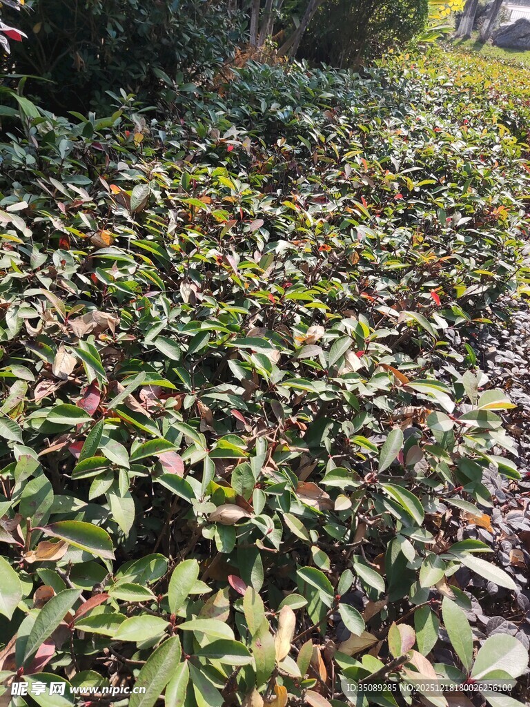 绿叶繁茂的植物景观