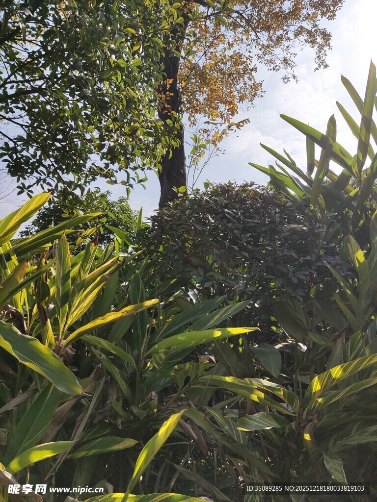 林间绿植阳光洒落之景