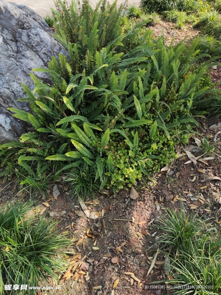 绿叶丛生的地面植物景观