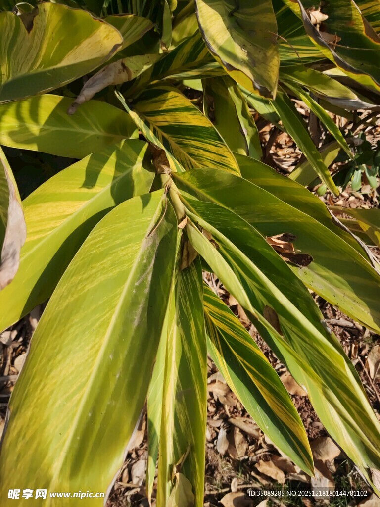 翠绿舒展的植物叶片