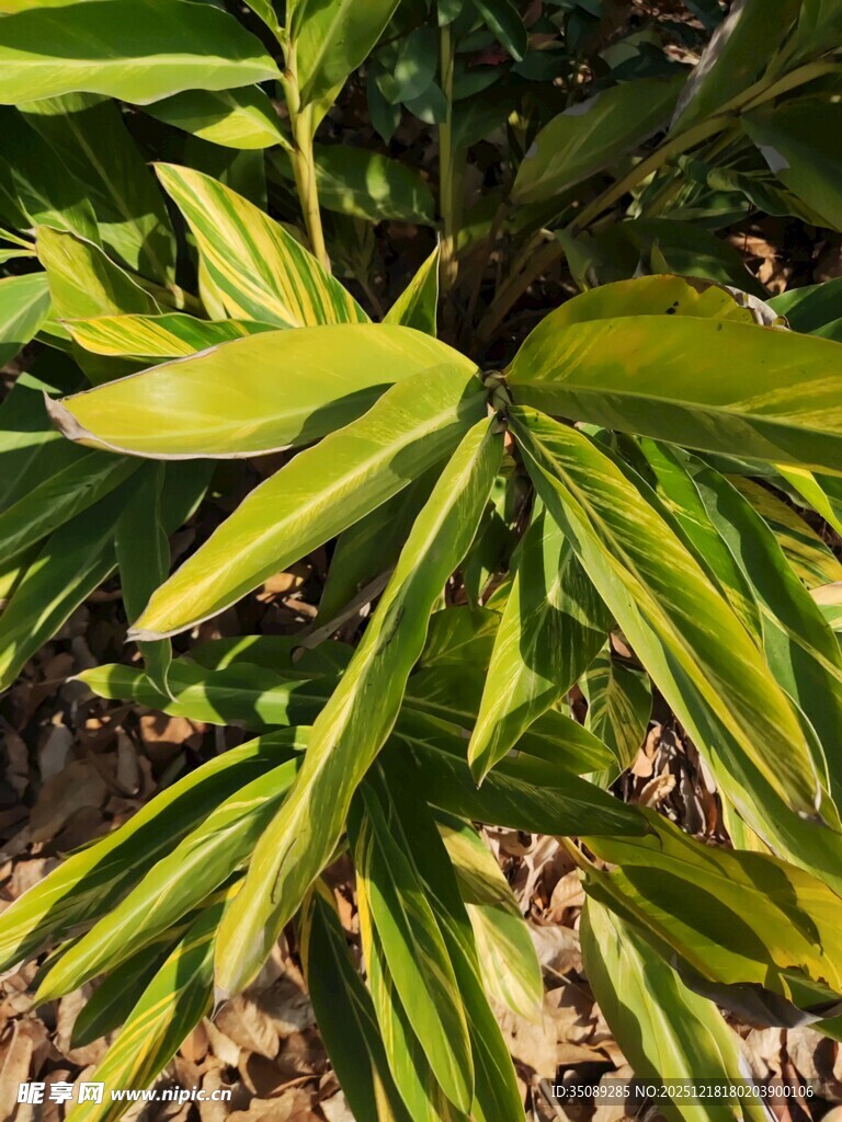 翠绿斑斓的植物叶片