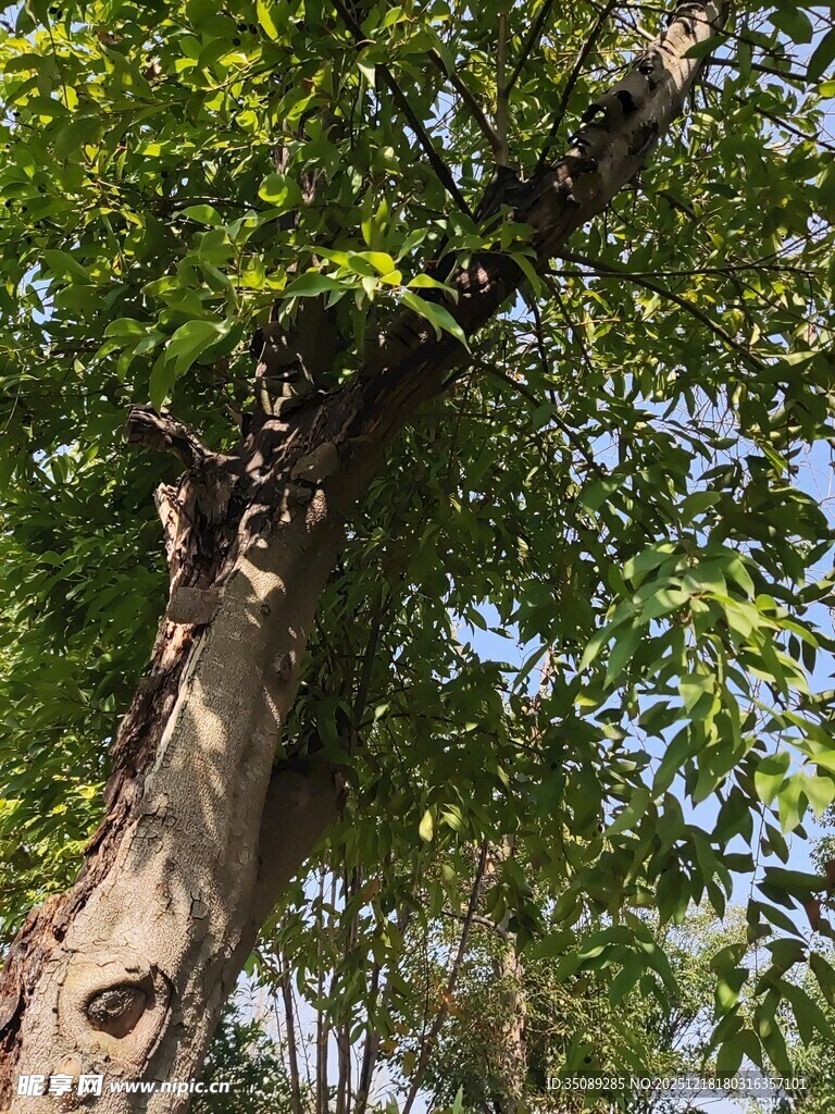 粗壮大树枝叶繁茂