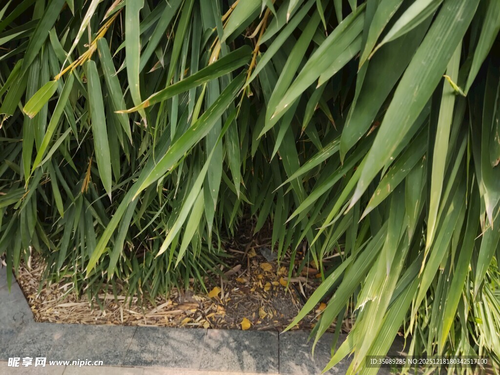 翠绿长叶植物近景