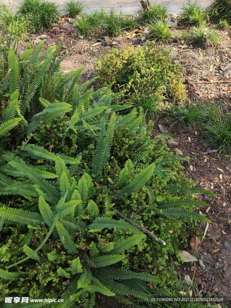 野外繁茂的绿色植物群落