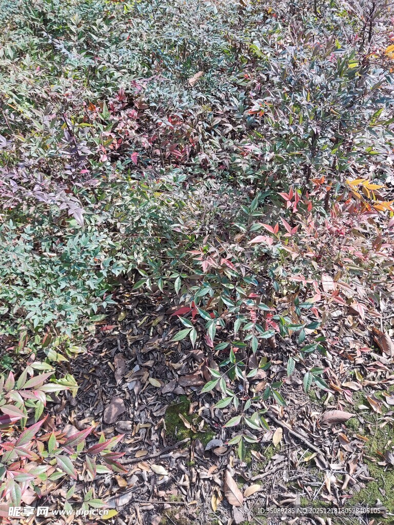 秋日林间繁茂植被景象