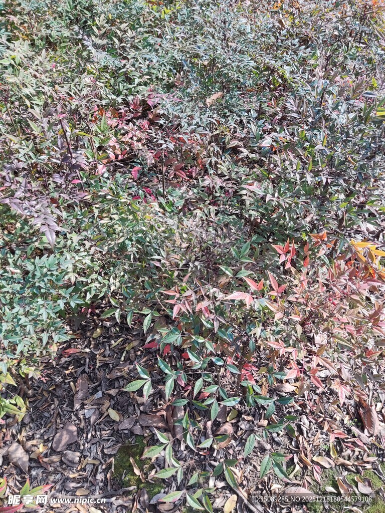 地面多彩植物景观