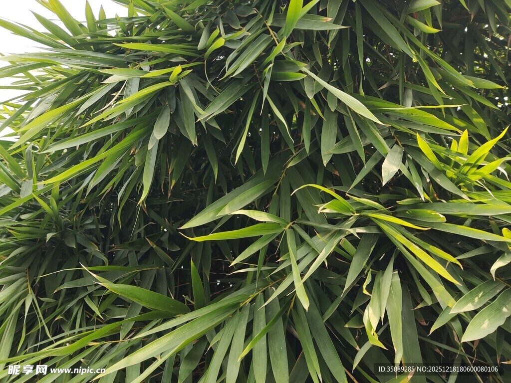 翠绿繁茂的热带植物叶片