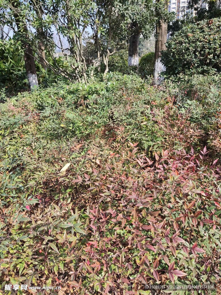 秋日林间落叶覆盖的坡地