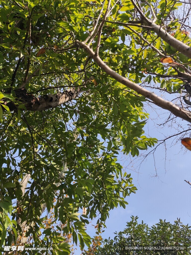 繁茂绿树与上方蓝天景象