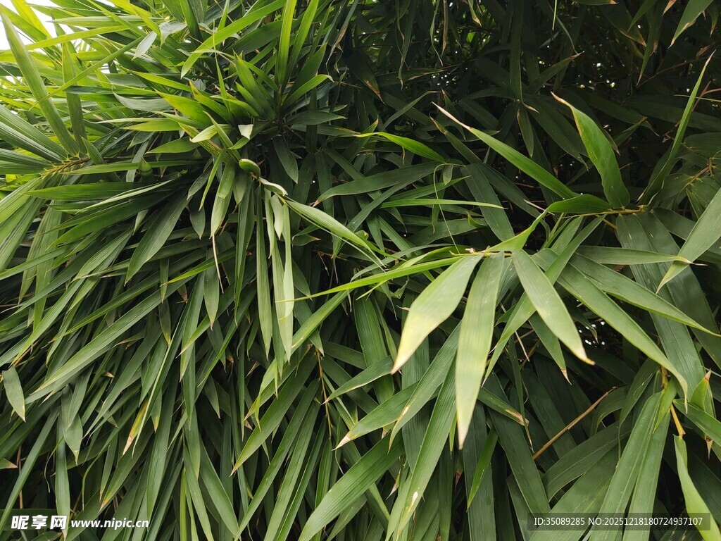 翠绿繁茂的长条状叶片植物