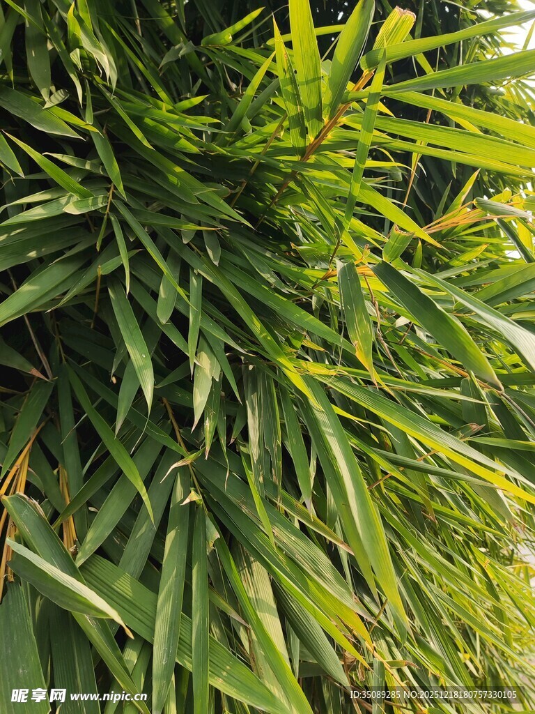 翠绿繁茂的热带植物叶片