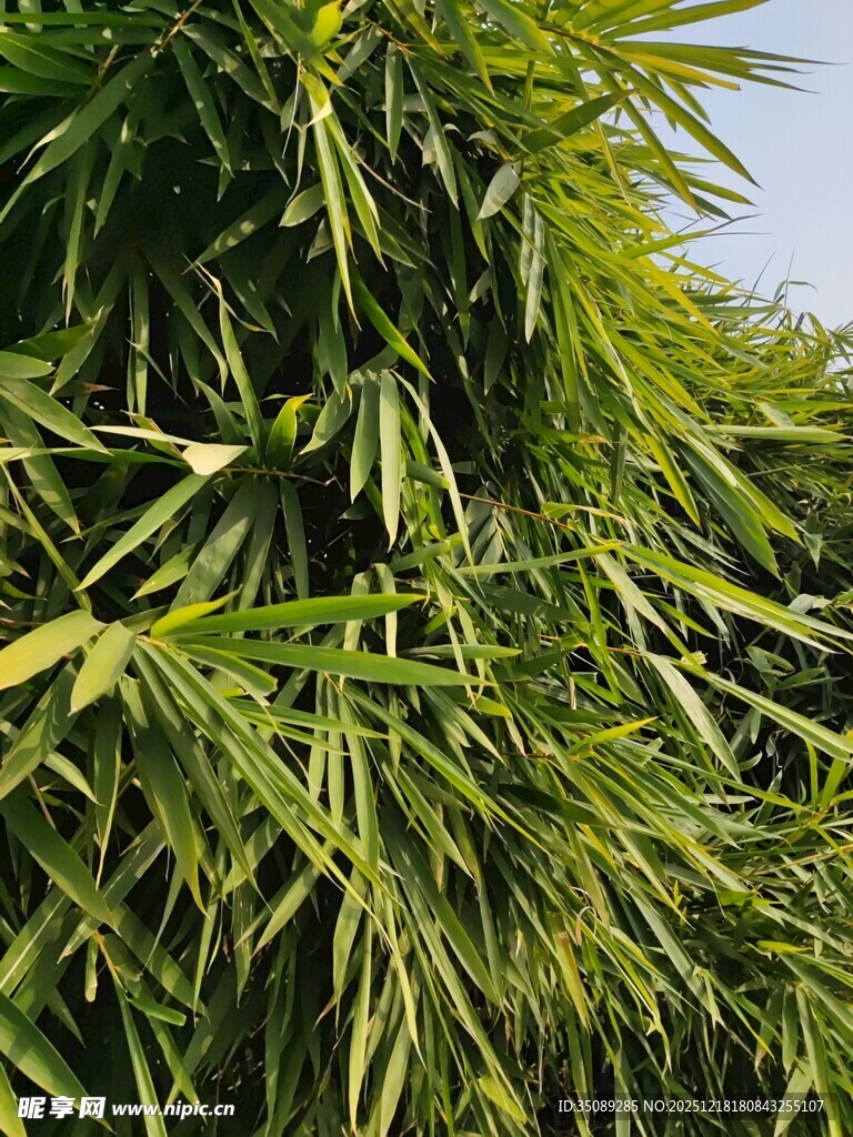 翠绿竹林枝叶繁茂景象