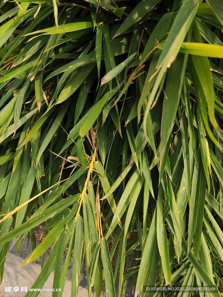 翠绿修长的植物叶片