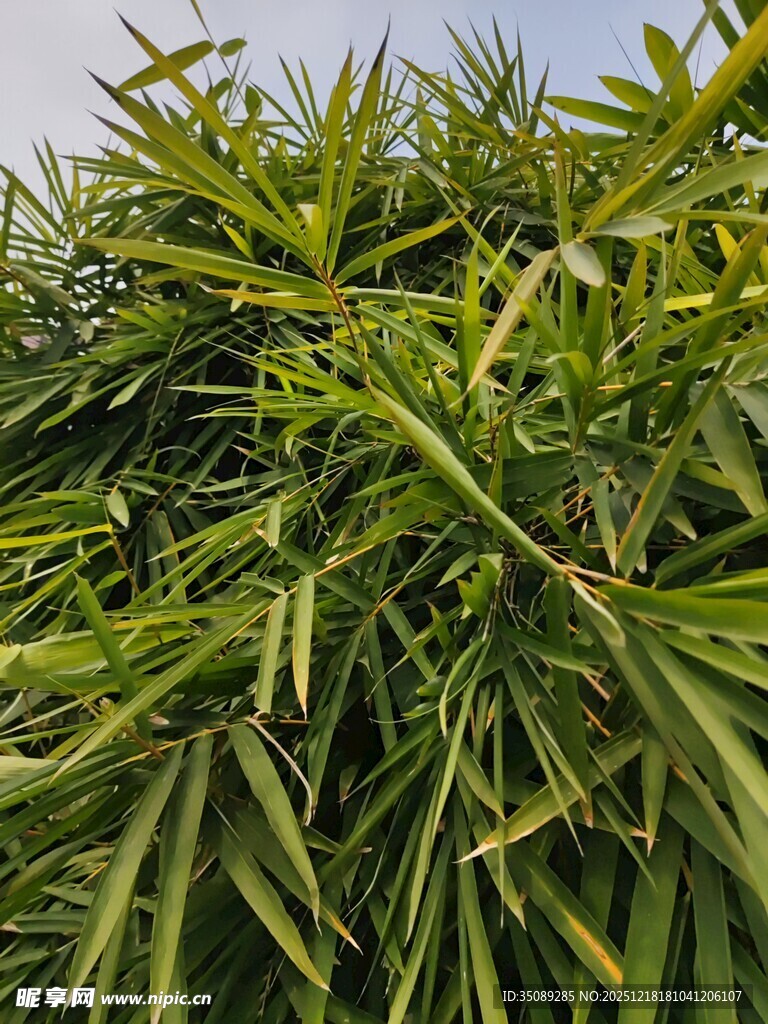 翠绿茂盛的植物景观