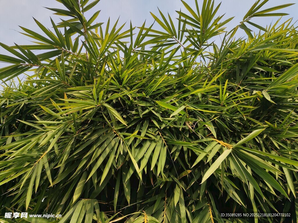 翠绿竹林清新自然景致