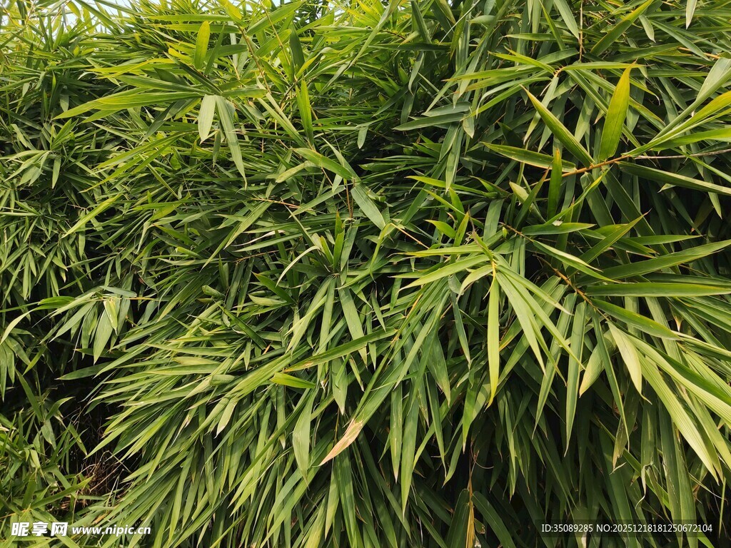 翠绿竹叶尽显生机