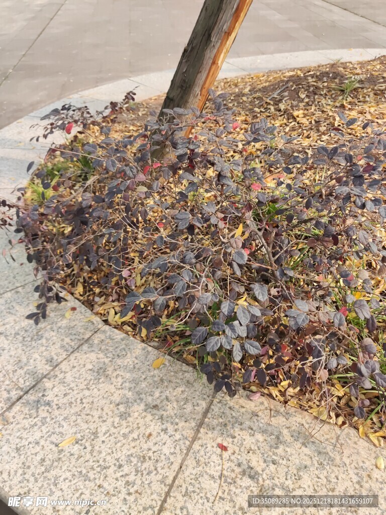 树下落叶与绿植景观