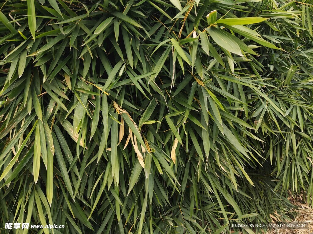 翠绿竹叶丛生景象