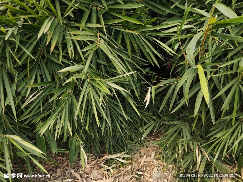 翠绿竹叶丛生景象