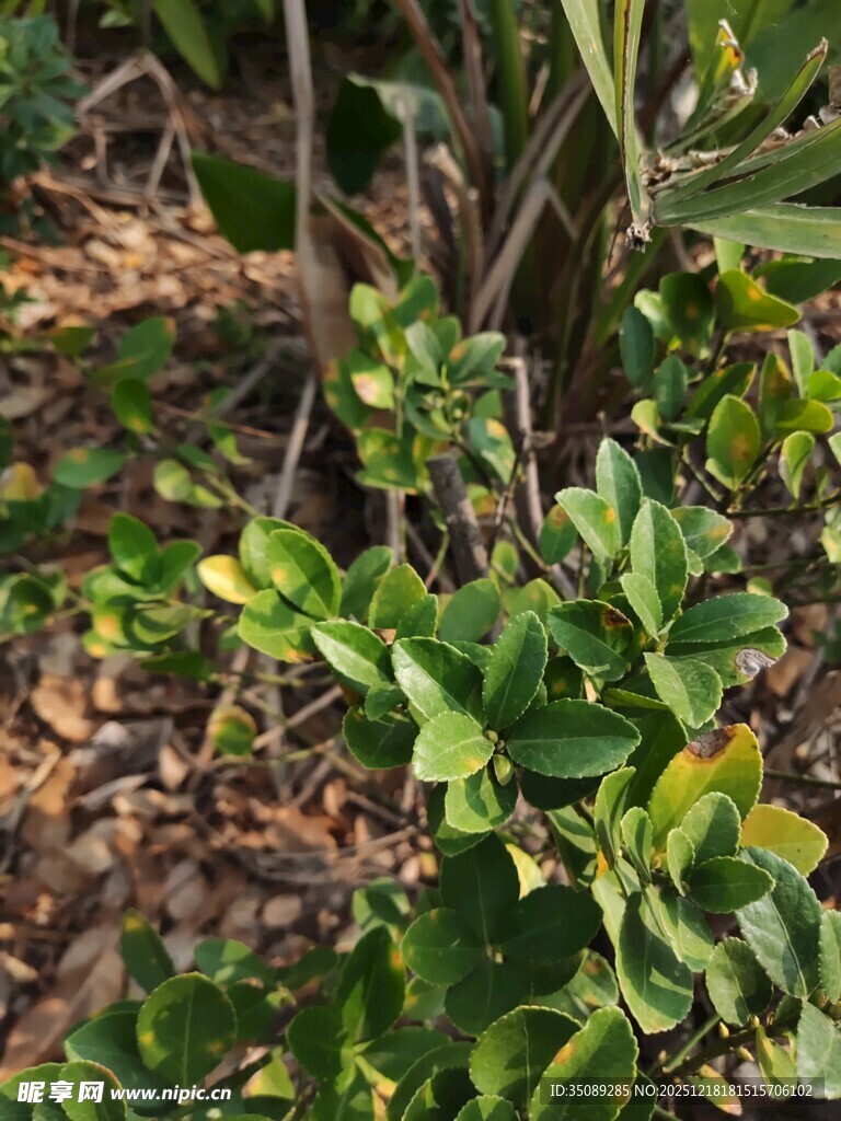 绿叶繁茂的植物景观