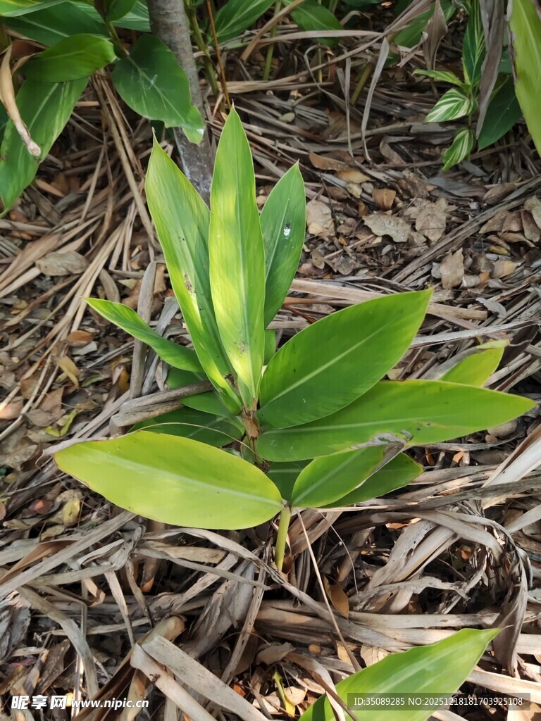 嫩绿植物生长于枯叶间