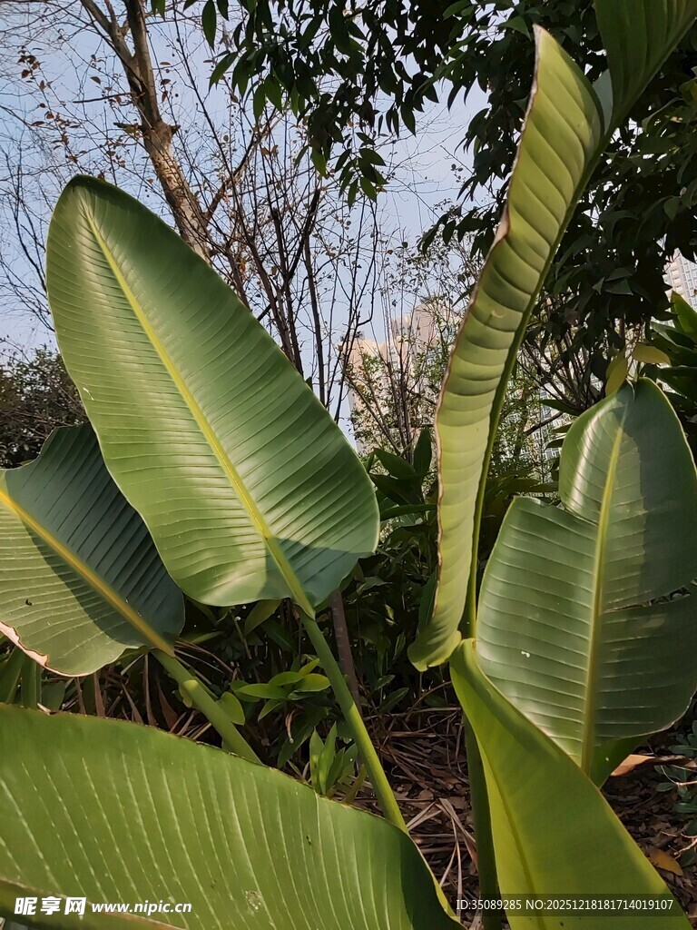 翠绿芭蕉叶尽显自然生机