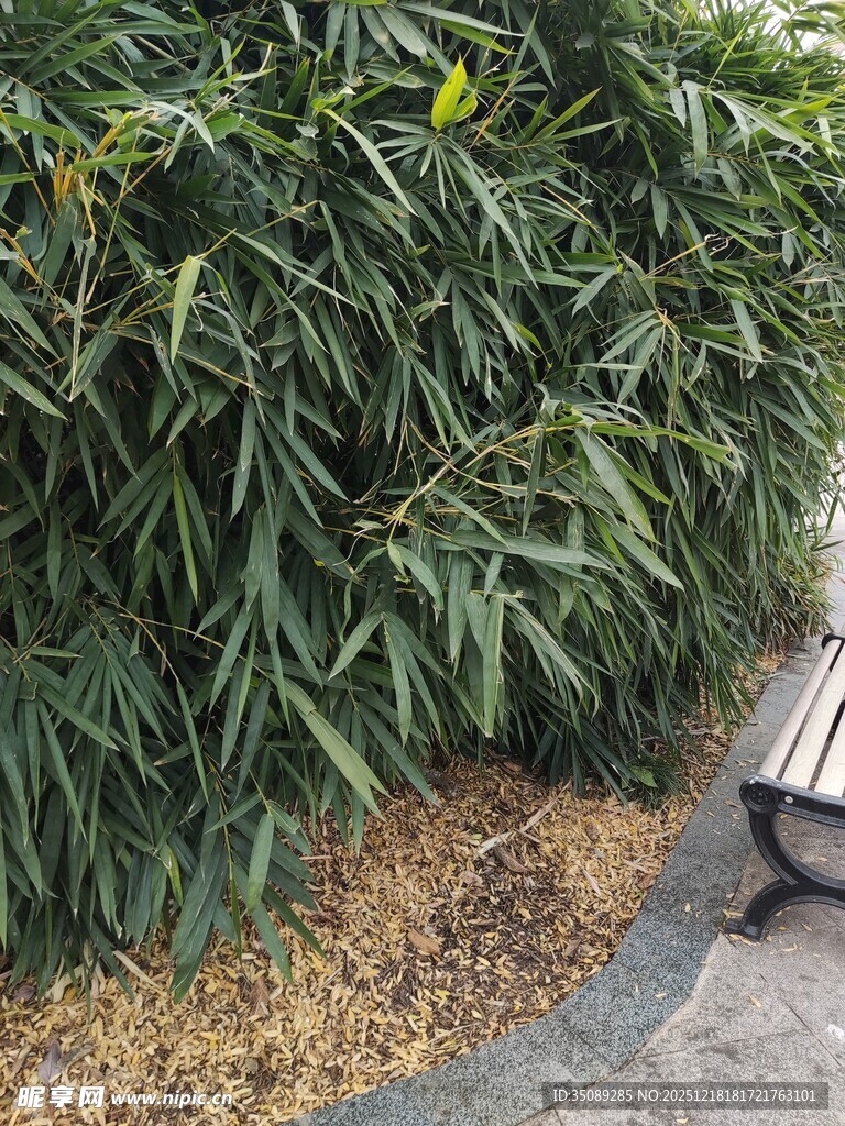 翠绿竹林旁的休闲长椅