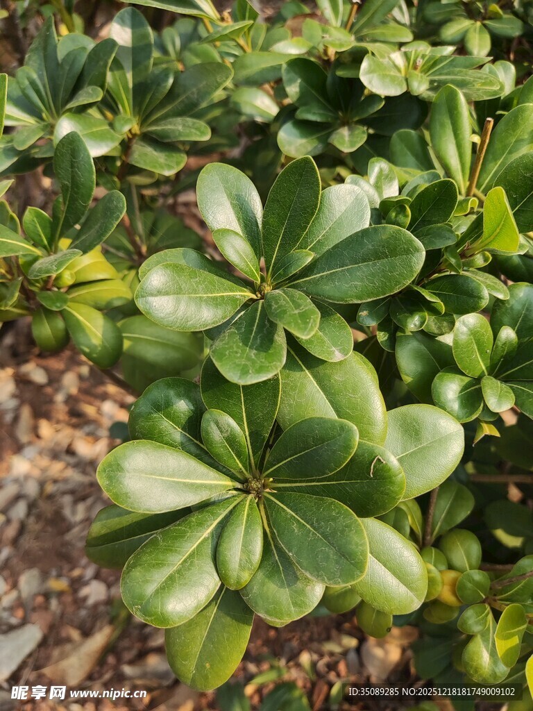 翠绿斑斓的多叶植物