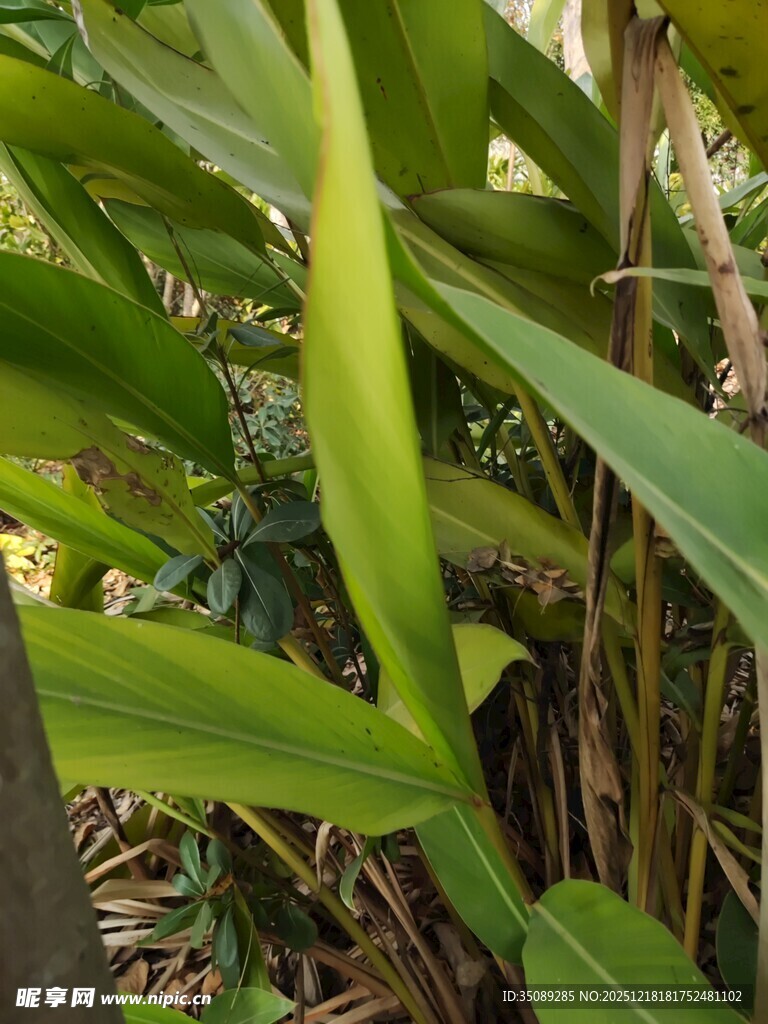 翠绿芭蕉叶特写