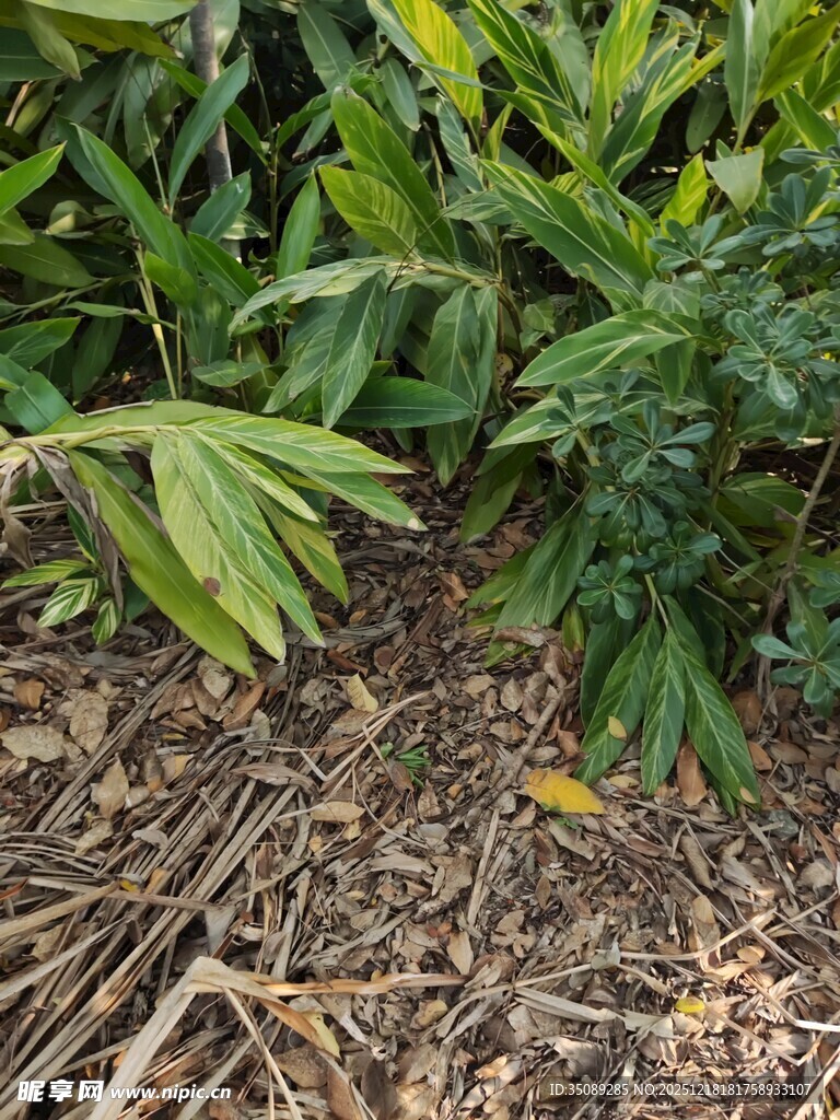 地面绿植与枯枝景象