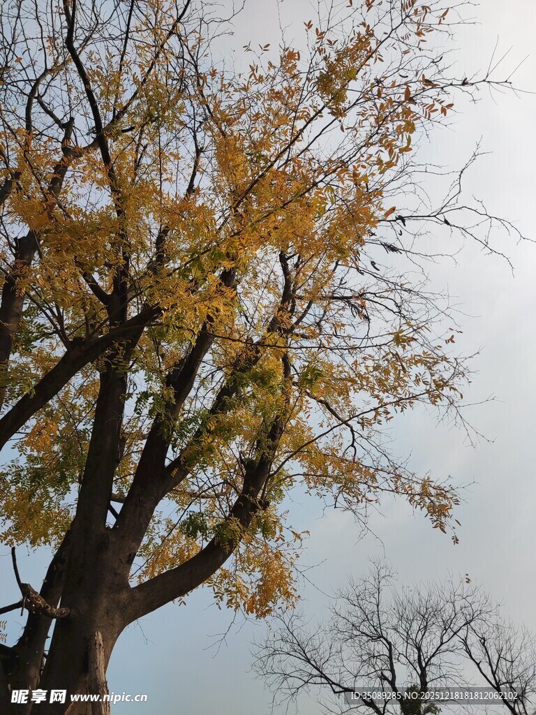 秋日银杏树枝叶特写