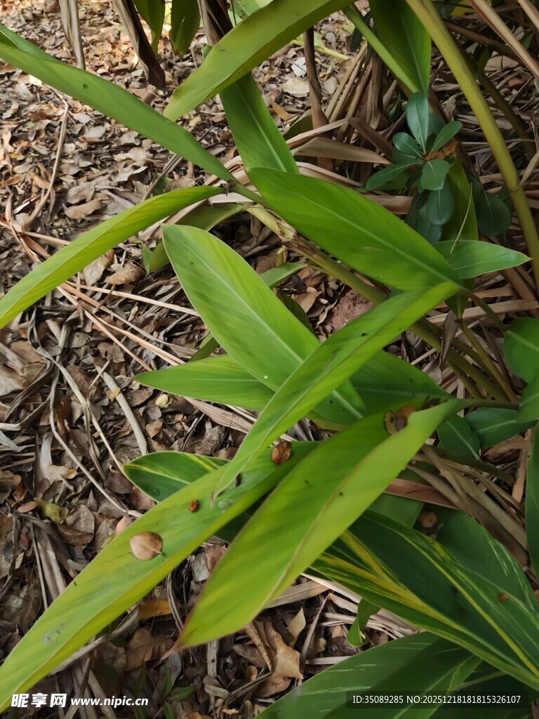翠绿叶片生长于枯叶间