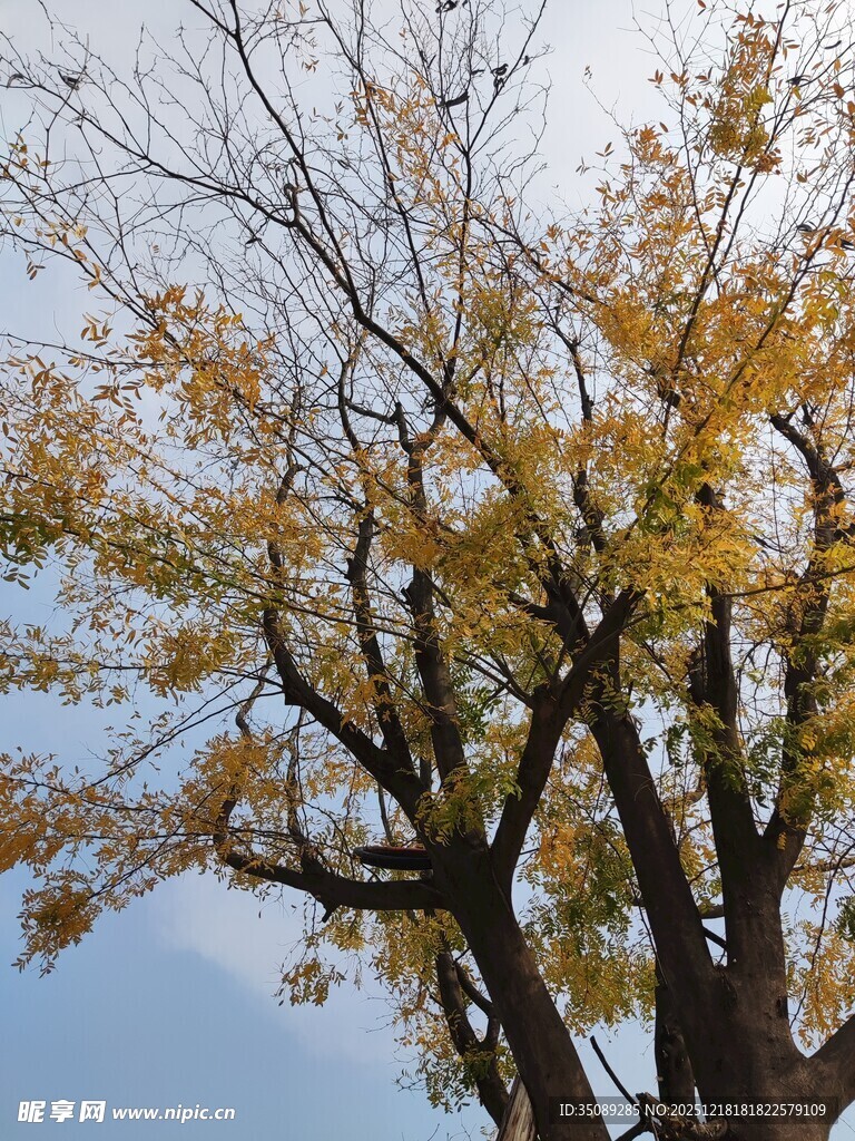 秋日银杏树枝叶蓝天景象