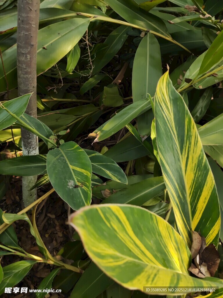 黄绿相间斑纹叶片植物