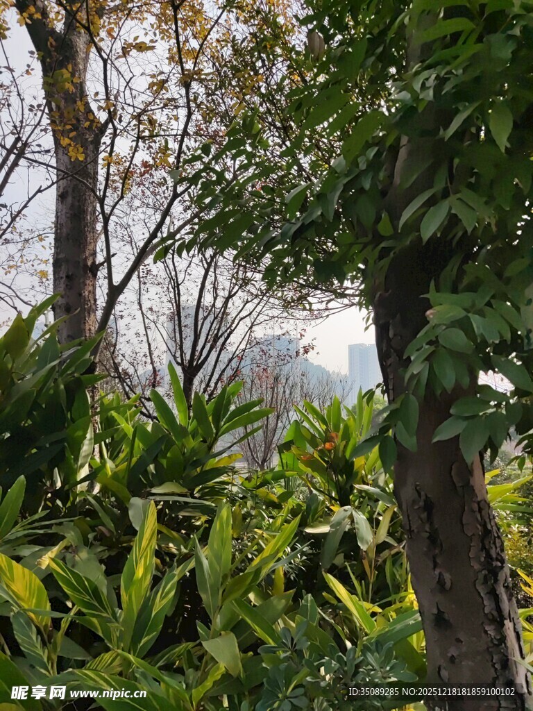 繁茂绿植与树木景观