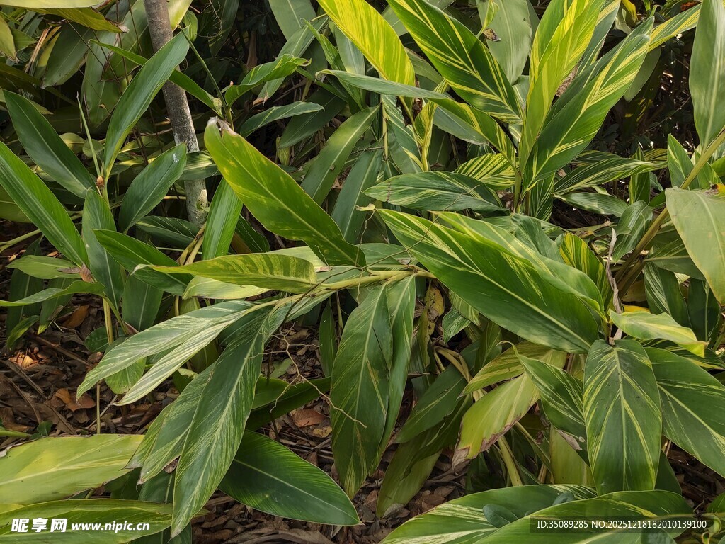 翠绿叶片簇拥的植物