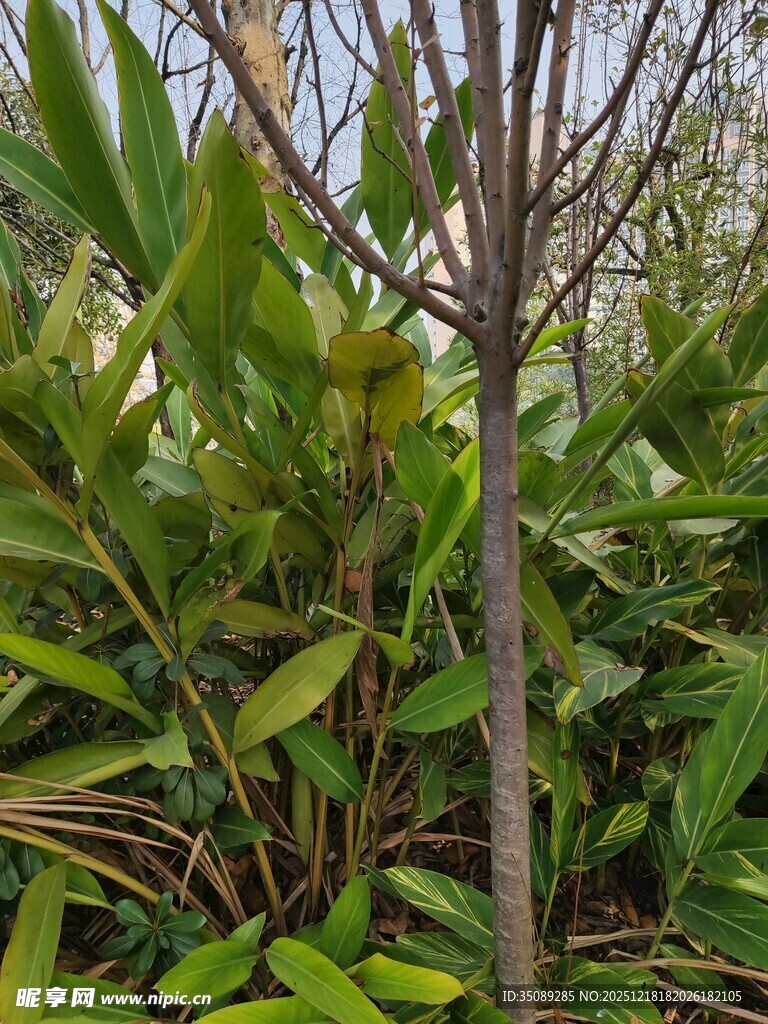 野外绿植与枯枝干景象