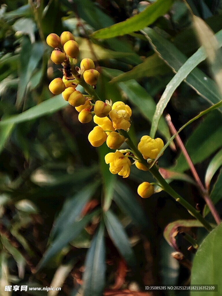 金黄小果挂枝头