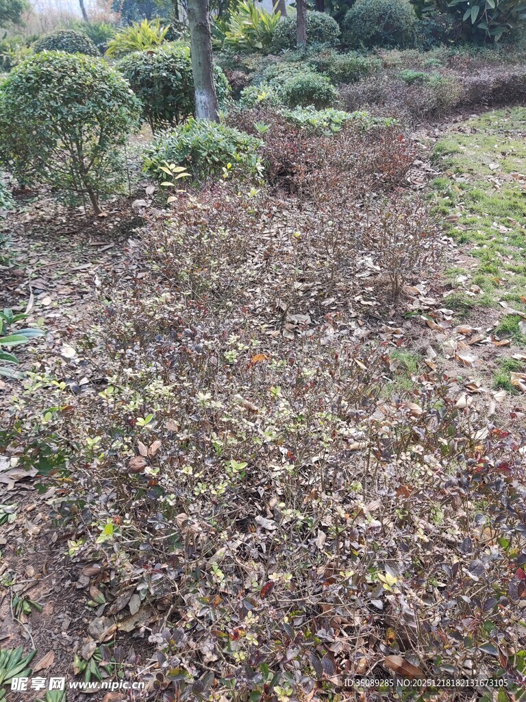 落叶覆盖的户外小径