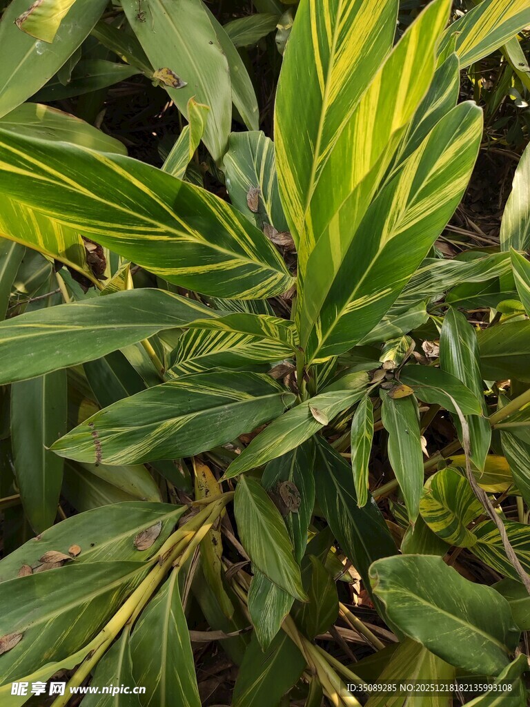 翠绿斑斓的观叶植物