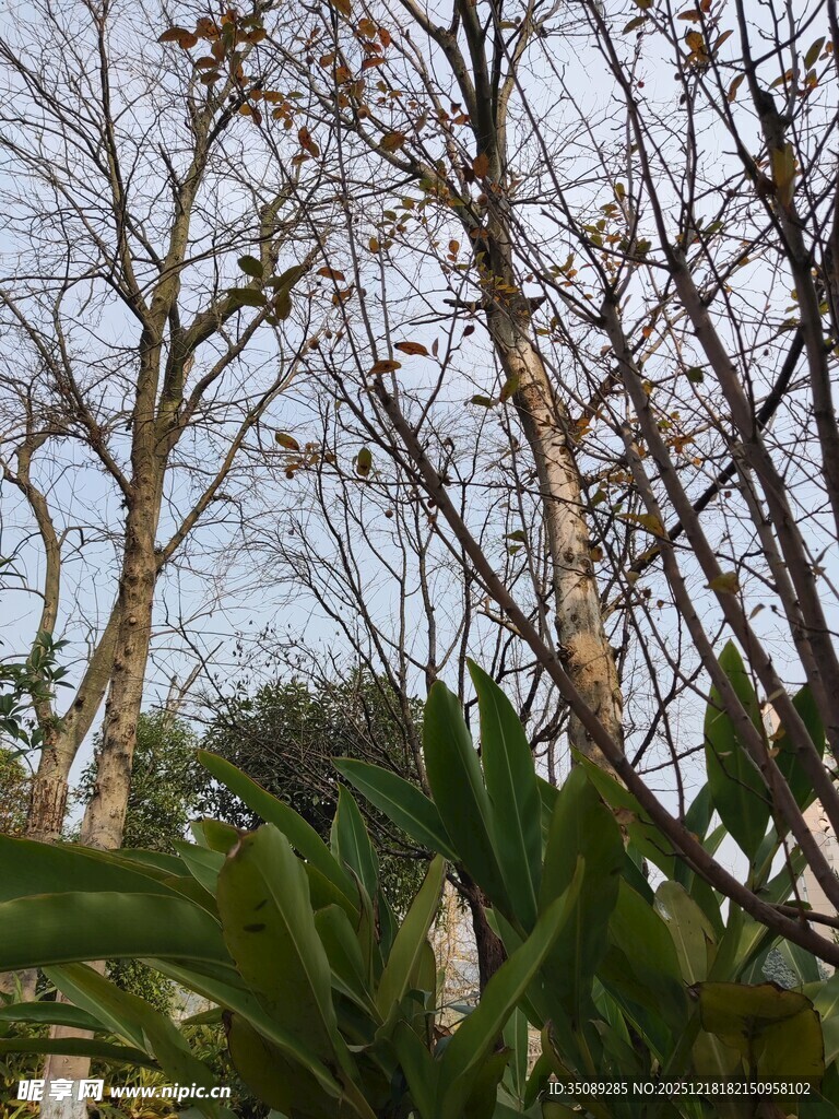 冬日枯树与葱郁绿植