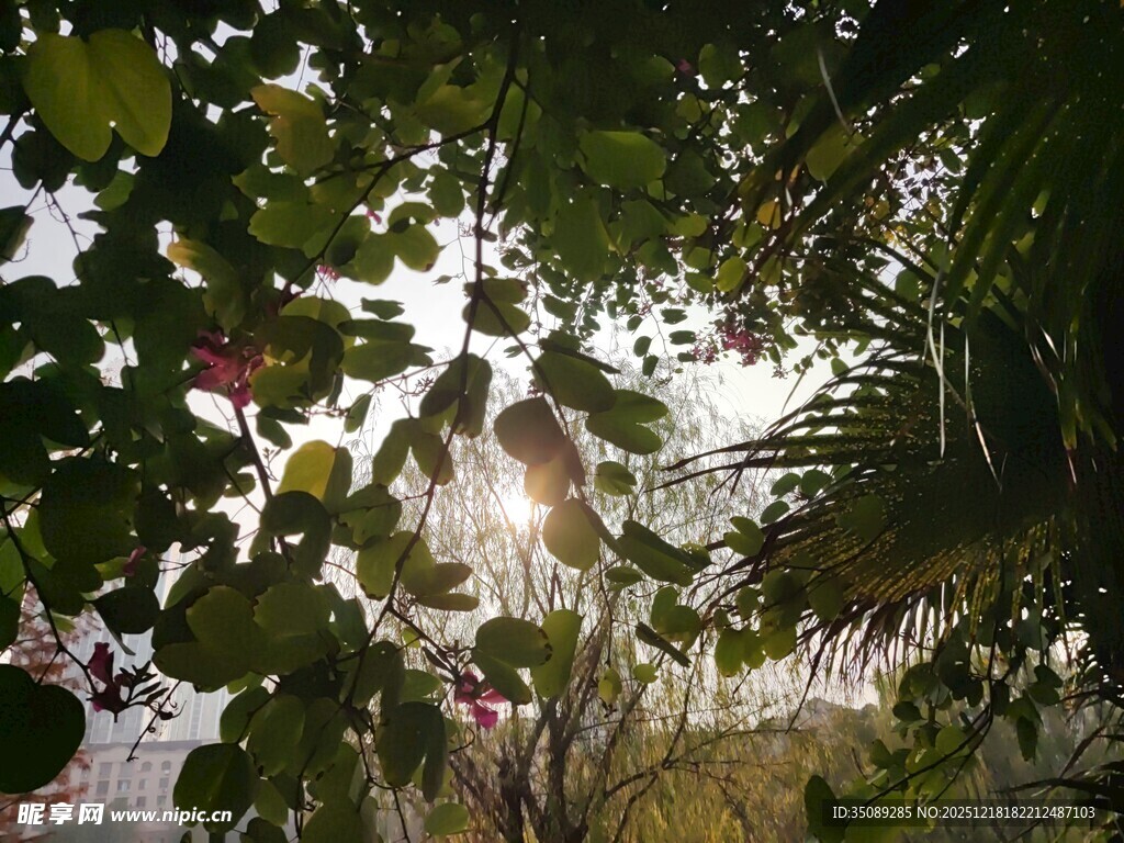 透过枝叶的斑驳阳光