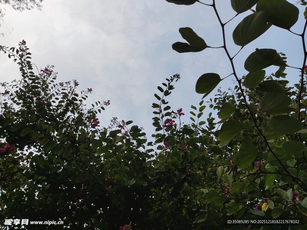 仰视繁茂绿植枝叶景观