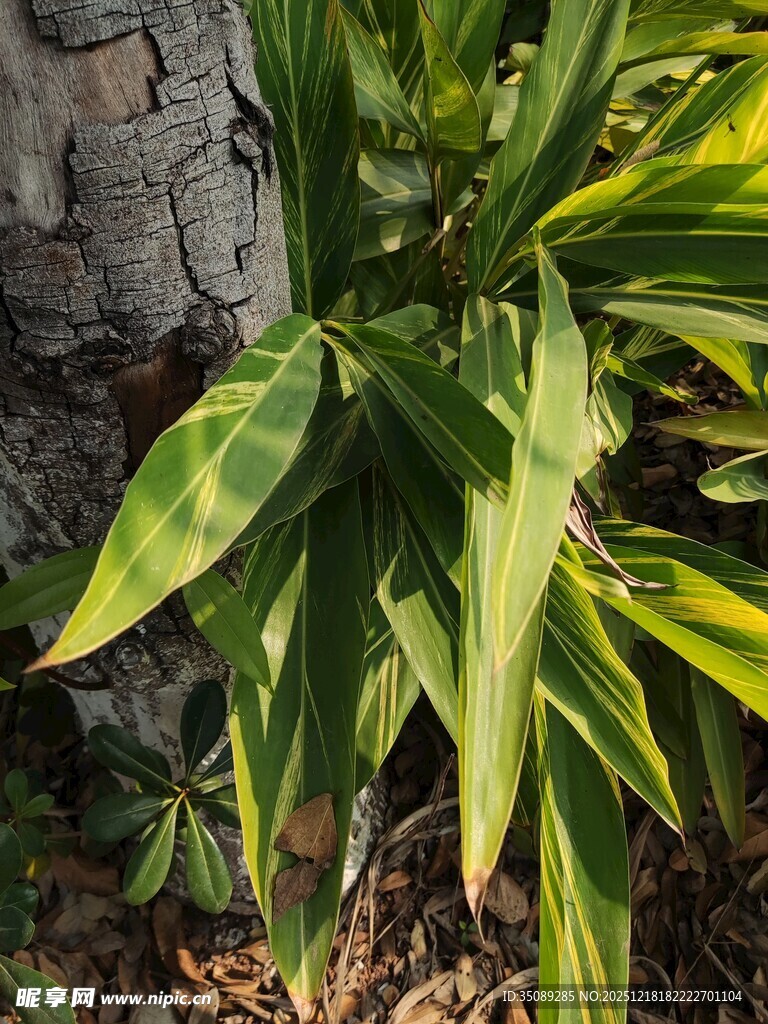 黄绿相间的斑斓叶片植物